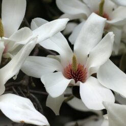Magnolie Tulip