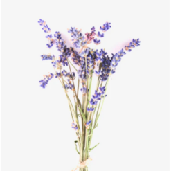 Lavendelhydrolat konserviert, bio - Innometics